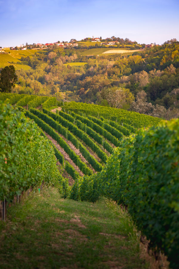 Dante Rivetti Dante Rivetti